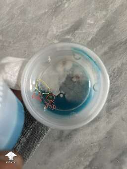 What parts of mycelium to use for agar to agar transfer - Always take from outermost edge, that is newest growth