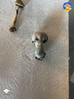 Harvested because it started to shrink. I don’t think it’s contaminated but it started to change colors. Any thoughts? #3