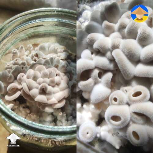 Mutation mycelium coral like growth in spawn jar