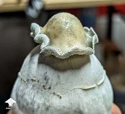 So nice Albino Riptide magic shroom
