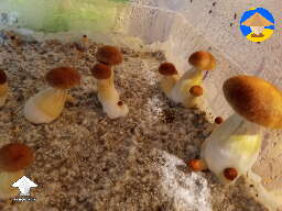 My CRS are letting it all hang out