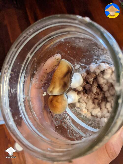 I had a spawn jar where I didn't use all spawn. I found 2 shrooms. Should I just leave the jar cap open or slightly to get more oxygen in?
