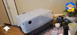 Tub for magic mushrooms growing 