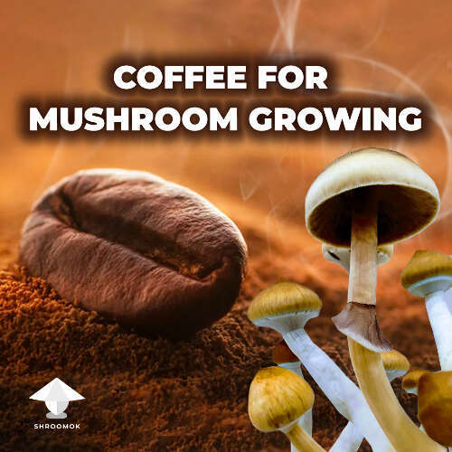 Coffee substrate for mushroom growing