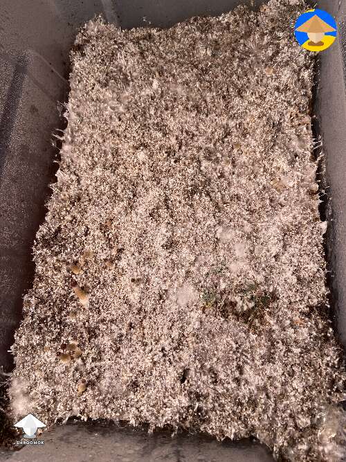 Spot the trich contam. My grow room has been contaminated from my first tub ever got really bad trich which I spread everywhere