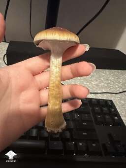 Largest Cubensis Hanoi to date