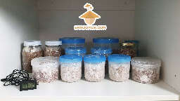 Spawn jars in incubator