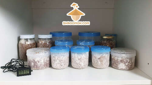 Cabinet shelf or cupboard shelf as incubator for mushroom colonization period