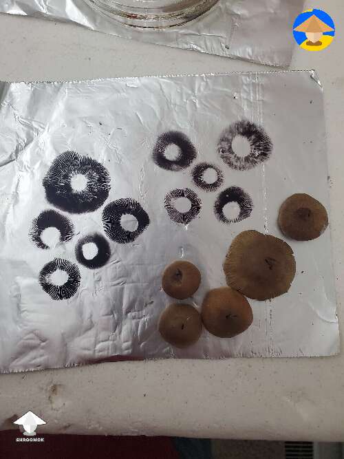 Making spore prints. Crazy how many spores they have