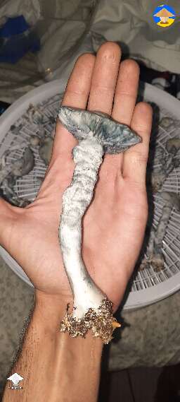Gandalf shrooms harvest 280g