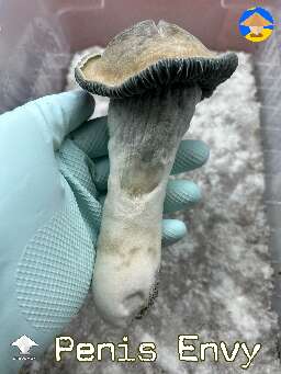 Penis Envy giant mushroom 107 grams