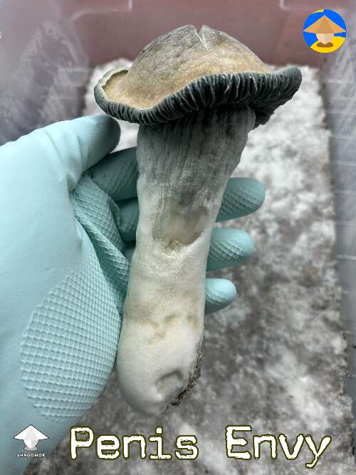 Penis Envy giant mushroom 107 grams