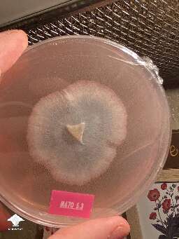 Looks like the mycelium on the agar is turning blue - mold or just bruising?