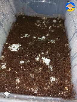 Contaminated or healthy mycelium?