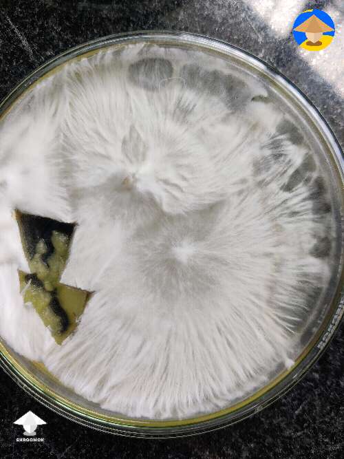 Mycelium winning against mould right there on agar