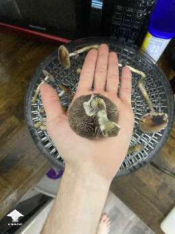 Harvested some big Z strain mushrooms