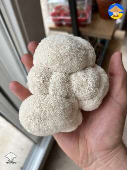 Lions Mane mushroom harvest 