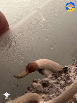 Is this a mushroom growing off a mushroom?
