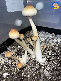 Cubensis B+ mushrooms