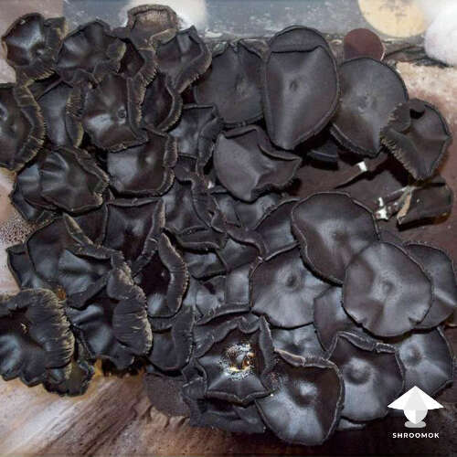Dark mushroom caps