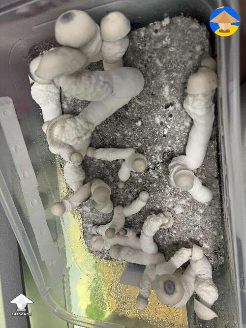 Pearly gates magic mushrooms fruiting #3