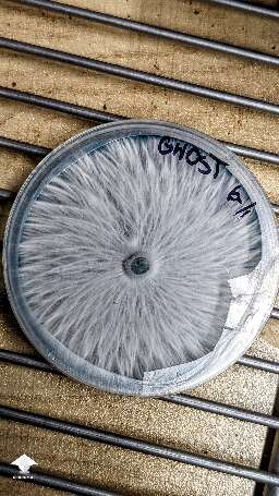Beautiful mycelium growth on agar - forever amazed at how uniform nature can be