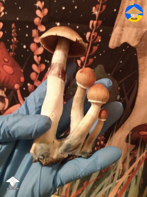 Cubensis Blue Meanie magic mushrooms