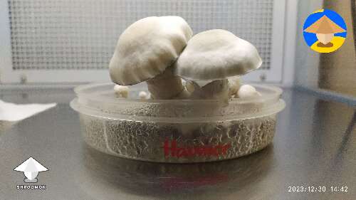 Yeti mushrooms grow in small container