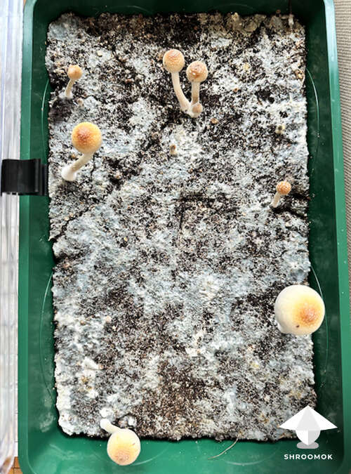 P. Natalensis mushroom cake #1 - fruiting period Day 24