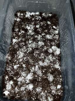 This is Nutcracker 7 days post spawn already have pins