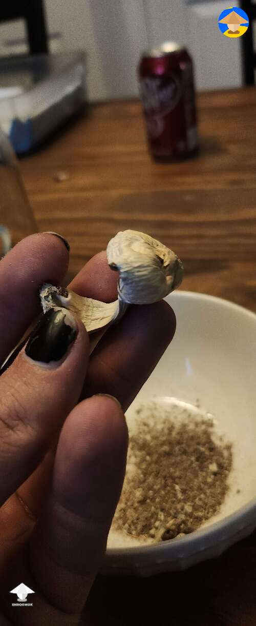 Some of my hanoi shrooms are Hella lightly colored