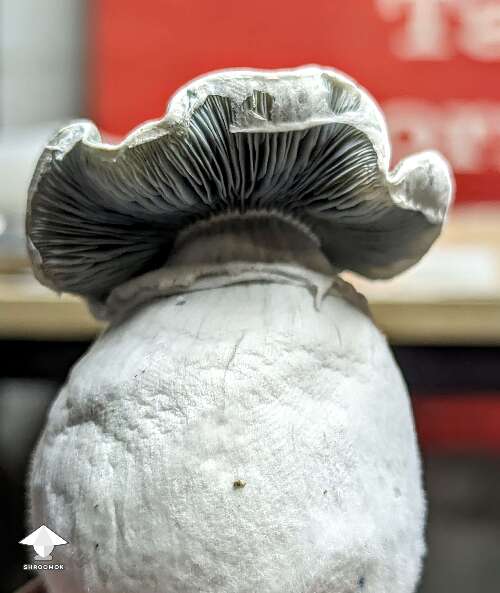 Albino Riptide magic mushroom