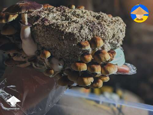 Cubensis Pink Buffalo mushrooms - small mushroom cake tek