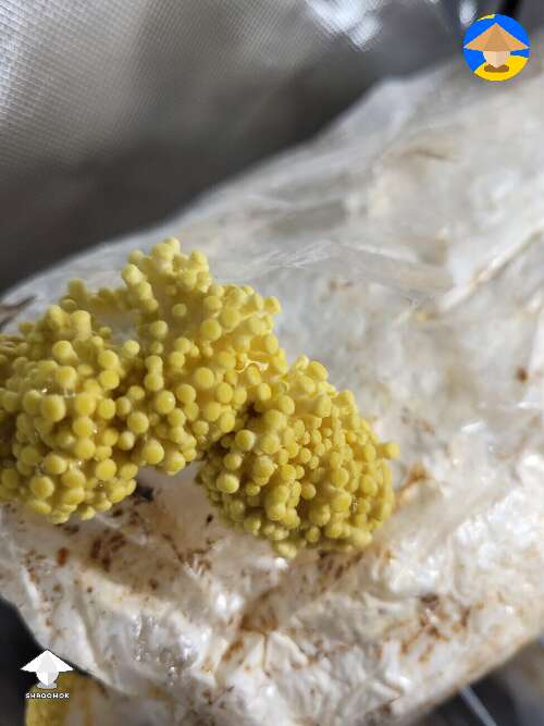  Yellow oysters fruiting
