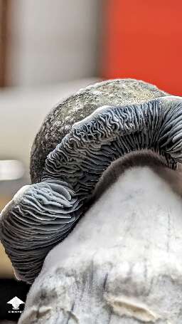 Beautiful gills Albino Riptide