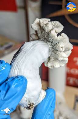 Nutcracker tubs been fighting contamination for awhile and strange growth patterns appeared on mushrooms