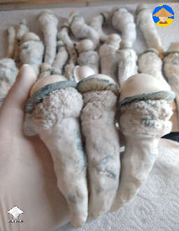SV-10 magic mushrooms