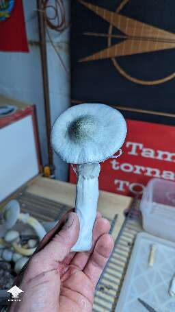 New flush and new harvest BAPER mushrooms #4