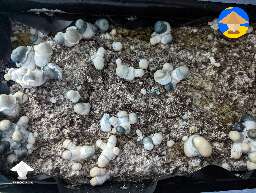 APE growing