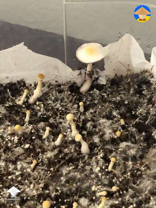 Mushrooms look really thin. What do think about it? #3