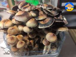 Cubensis Golden Teachers bottle tek second flush