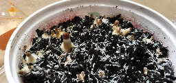 Psilocybe cubensis brazil day 30