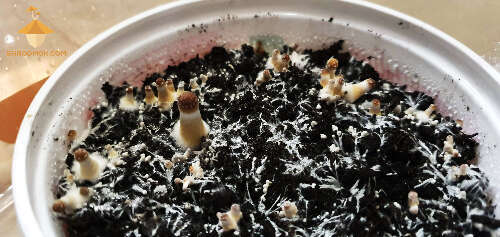 Psilocybe Cubensis Brazil (cake 2). 30 days after inoculation and 8 days in growbox