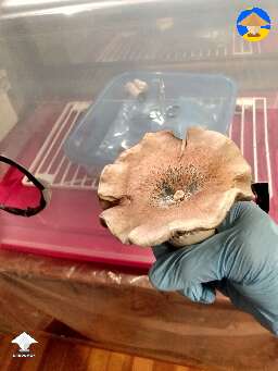 JMF Jedi Mind F*ck huge mushroom 95 g wet