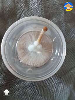Shroom on agar