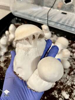 Pearly Gates mushrooms - first flush