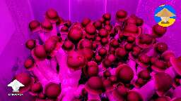 Penis Envy - 56 QT tub by far my best canopy