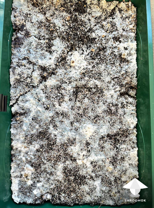Natalensis mushroom cake #1 - second flush - 5 days after soaking in water - day 19 of fruiting period