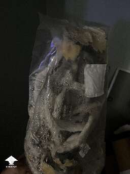 Was busy and this bag exploded 😅 - golden teacher shrooms