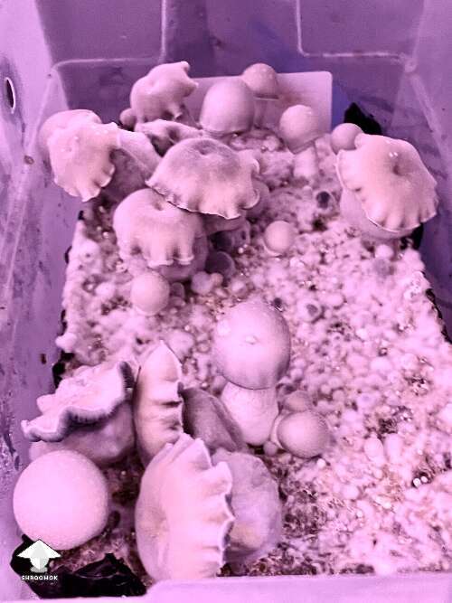 Haole magic mushroom fruiting by 🧞GT🍄GARGAMEL